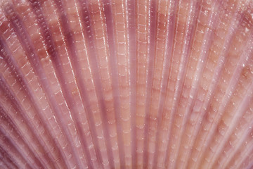 background of seashells of mollusk, close up