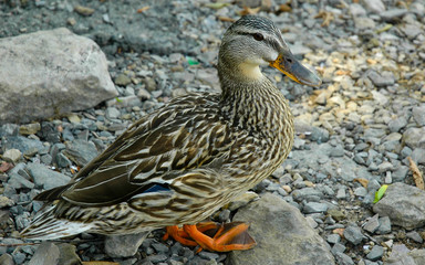 Common Female Mallard duck rests on the shoreline of the Ottawa River.