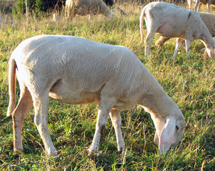 Obraz na płótnie Canvas sheep grazing the grass in a large flock