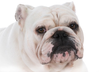 Obraz premium bulldog portrait
