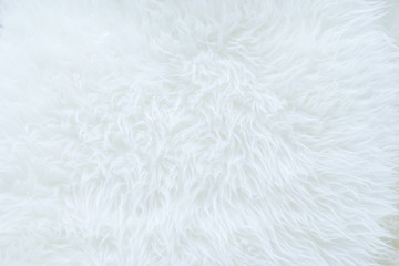 close up of white real sheep skin texture background,Ready for product display montage.