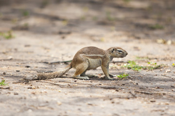 Waterberg Namibia Afrika: subtropische Vegetation 
