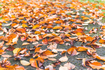 colorful maple leave on the ground,lawn for background in the park.