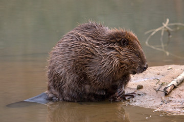 Close-up of Eurasian beaver (Castor fiber) © avs_lt