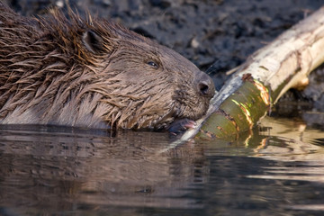 Close-up of Eurasian beaver (Castor fiber)