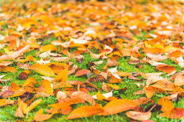 colorful maple leave on the ground,lawn for background in the park.