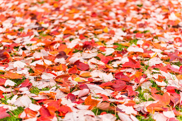 colorful maple leave on the ground,lawn for background in the park.