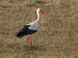 White stork (Ciconia ciconia) on the spring field