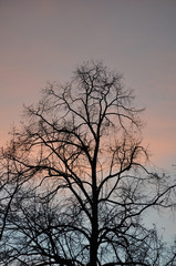 Fototapeta na wymiar Spätherbstliche, fast blattlose Bäume, am frühen Morgen