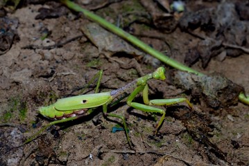 Praying Mantis, insect, bug in natural outdoor setting