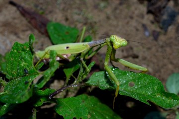 Praying Mantis, insect, bug in natural outdoor setting