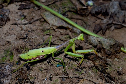 Praying Mantis, insect, bug in natural outdoor setting