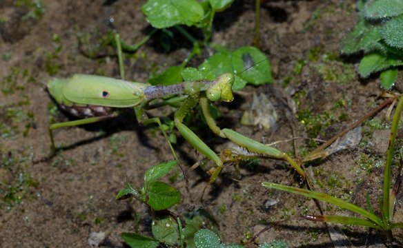 Praying Mantis, insect, bug in natural outdoor setting