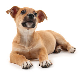 Obraz premium Puppy isolated on white