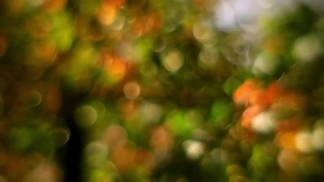 Fantasy colored soft bubbles of defocused autumn tree foliage, waving in wind. Wonderful unusual floral background in fairy tale style. Adorable abstract view in amazing full HD clip.
