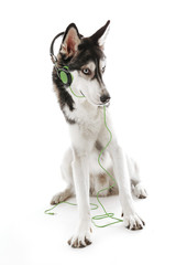 Siberian Husky sitting in headphones, isolated on white