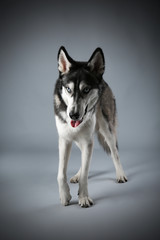 Young Husky on grey background