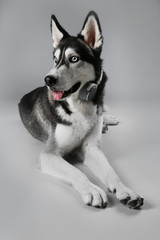 Young Husky in headphones laying on grey background