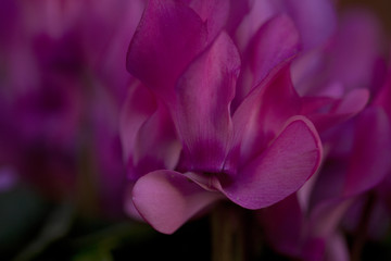 Pink. A beautiful pink cyclamen taken close up to create a rippling pattern of ever increasing out of focus pink.