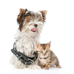 Bengal kitten and Biewer-Yorkshire terrier puppy with collar sit