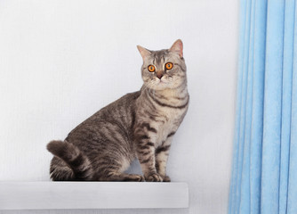 Grey cat against white wall and blue curtains, close up