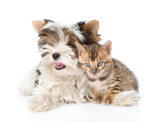 Small bengal cat and Biewer-Yorkshire terrier puppy lying togeth