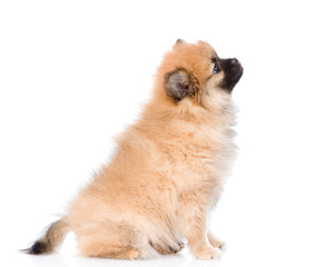 Obraz premium spitz puppy sitting in profile. isolated on white background
