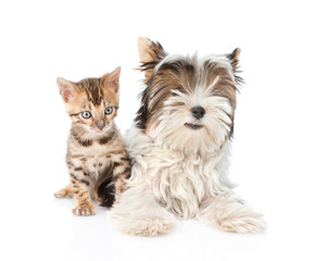 Biewer-Yorkshire terrier puppy and bengal kitten lying in fron.