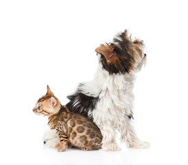 Small bengal cat and Biewer-Yorkshire terrier puppy sitting in p