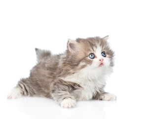 Scottish kitten looking away and up. isolated on white backgroun