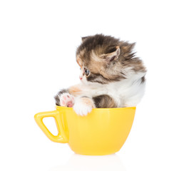 kitten in large cup. isolated on white background