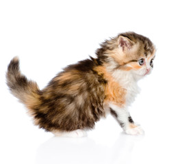 Fototapeta na wymiar Scottish kitten sitting in profile. isolated on white background