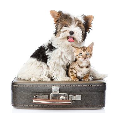 Biewer-Yorkshire terrier and bengal cat sitting on a bag. isolat