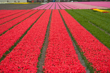 Tulip's cultivation, Netherlands