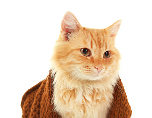 Red cat in maroon knitted scarf isolated on white background