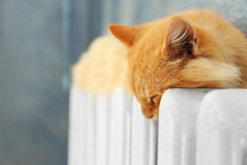 Fluffy red cat on warm radiator near grey wall, close up - obrazy, fototapety, plakaty