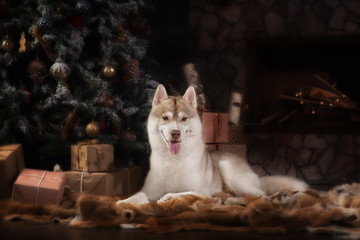 Dog breed siberian husky, portrait dog on a studio color background, Christmas and New Year.