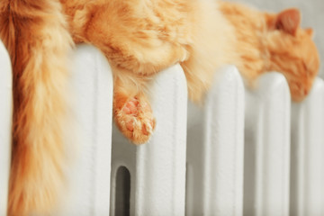 Fluffy red cat on warm radiator near grey wall, close up