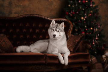 Fototapeta na wymiar Dog breed siberian husky, portrait dog on a studio color background, Christmas and New Year.