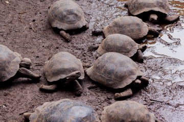 Obraz premium Giant tortoise at Isabela Island, Galapagos Islands, Ecuador