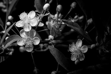 Guavira Flower (Campomanesia pubescens) - Black and White Photog