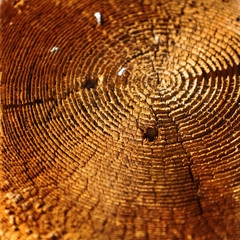 Fototapeta premium Texture of old weathered pine wood in the rough section