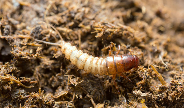 Beetle larva on dung, macro photo