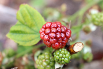 Brack berry