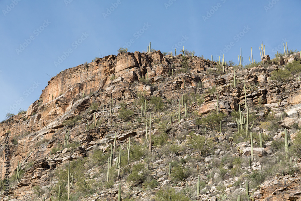 Sticker Cactus Landscape