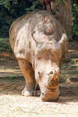 Obraz premium Rhinoceros with horn head down under tree