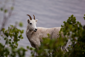 Mountain goat on the hill (Oreamnos americanus) along Seward highway,  Alaska