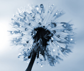 Dewy dandelion flower close up - obrazy, fototapety, plakaty