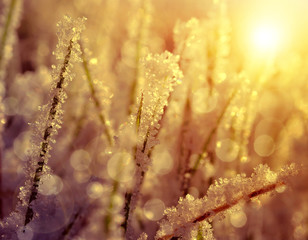 Frozen grass at sunrise close up. Nature background.