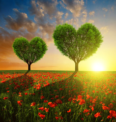 Naklejka na ściany i meble Poppy field with trees in the shape of heart at sunset. Valentines day.